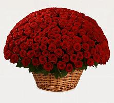 Премиум букет из: Розы в Великом Устюге